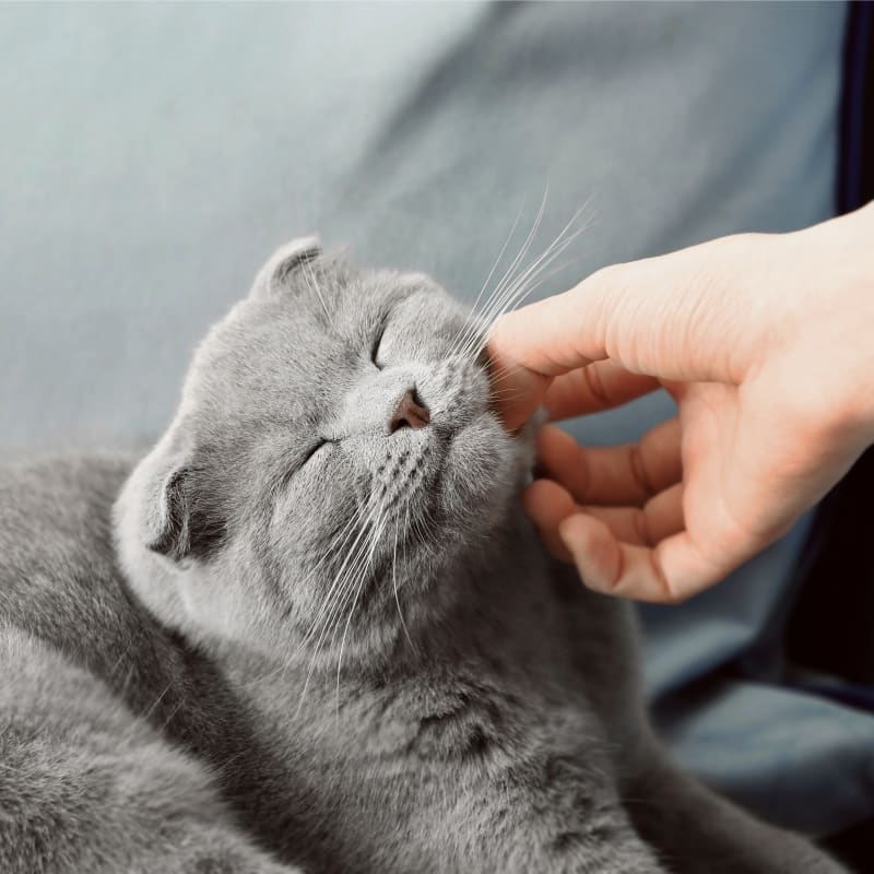 Pet Hospice & End of Life Care, Sacramento Veterinarians