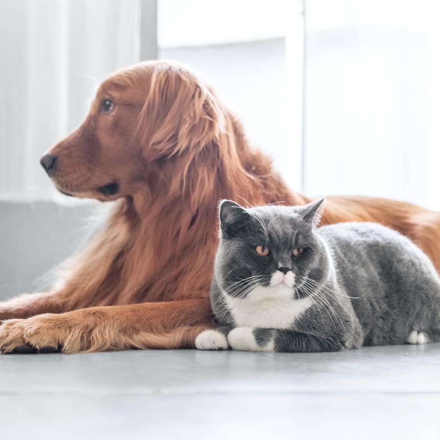 Cat & Dog Veterinary Surgery in Sacramento